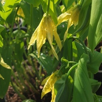 Uvularia grandiflora pallida